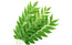 Fresh Curry Leaves Bunch