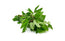 Fresh Gongura Leaves